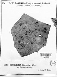 Asteroma tinctorium image